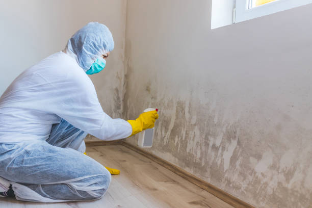 Licensed Mold Remediation service in Kingston, PA - WQB Mold Removal